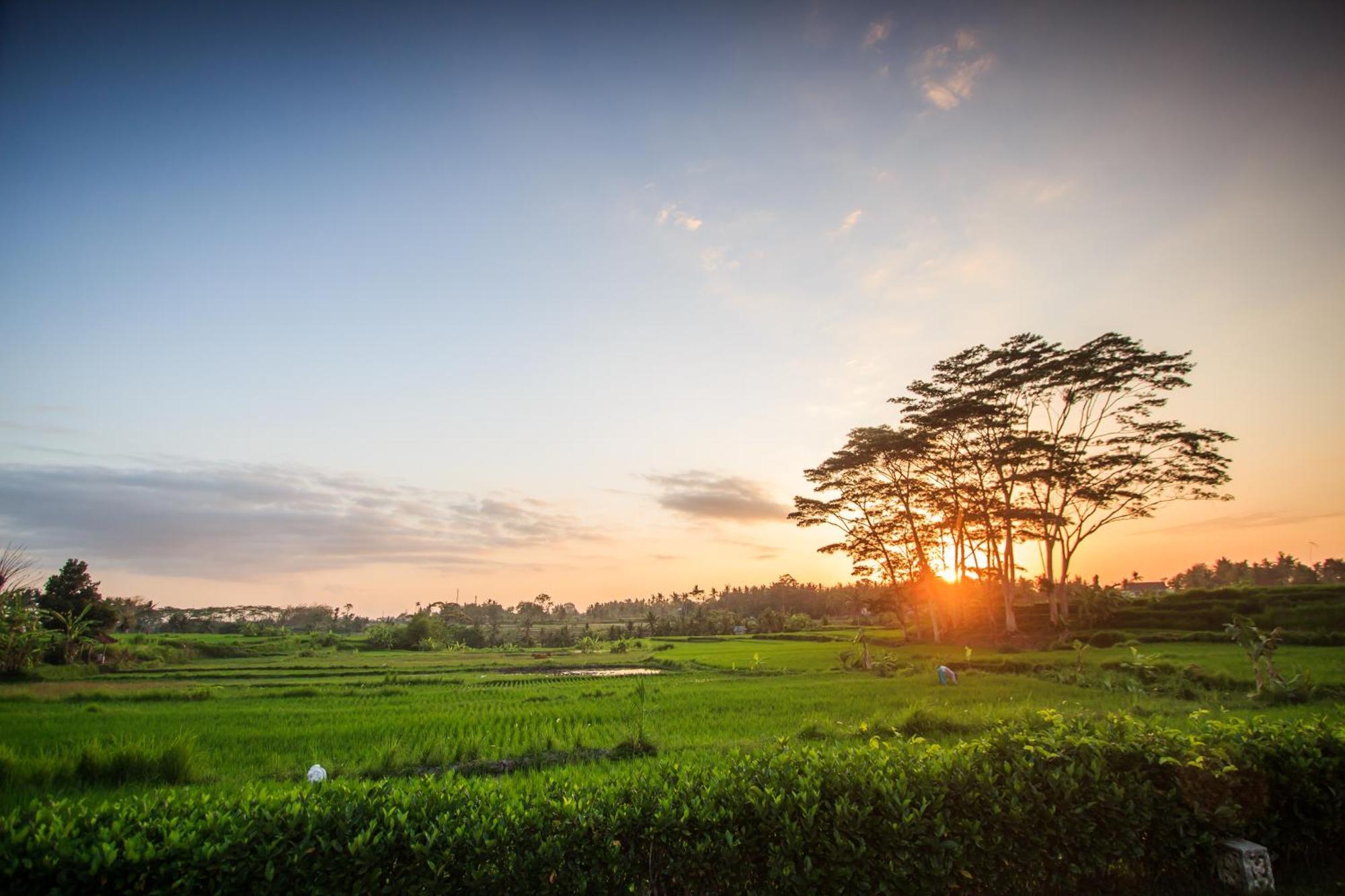 Griya Kcb Villa Ubud  Ngoại thất bức ảnh